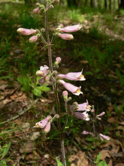 {Penstemon australis}